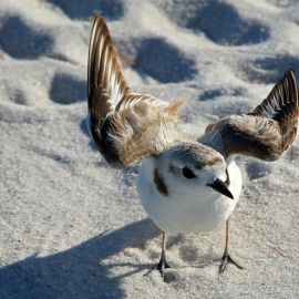 Snowy Plovers and Citizen Science along the Florida Panhandle